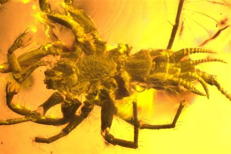  Liphistius – Ein faszinierendes Fossil der Arachnidenwelt, das uns einen Blick in die Vergangenheit ermöglicht!