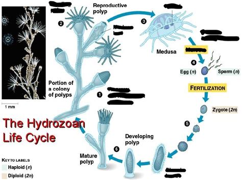  Nilsoldie:  Ein faszinierender Vertreter der Hydrozoen mit einem Lebenszyklus voller Überraschungen!