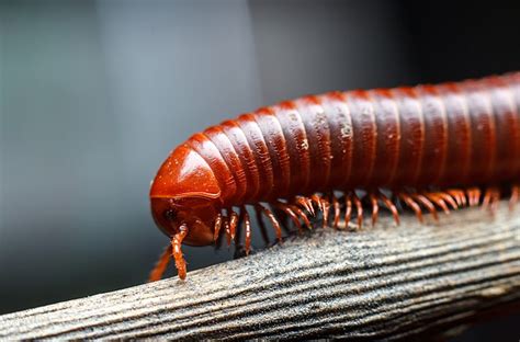  Trachelipus Rhomboides: Ein Milliped mit Tausend Beinen (Oder sind es doch weniger?)