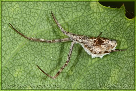  Uloborus:  Ein Meister der Fangfäden, der selbst kleinste Beutetiere nicht entkommen lässt!