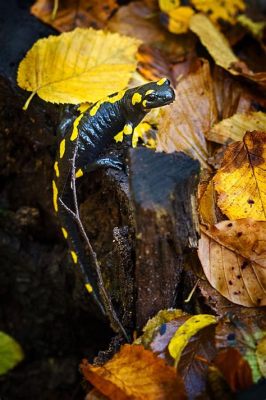  Yellow-Spotted Salamander: Ein Meister der Tarnung mit einer Vorliebe für das Unterwasserleben!