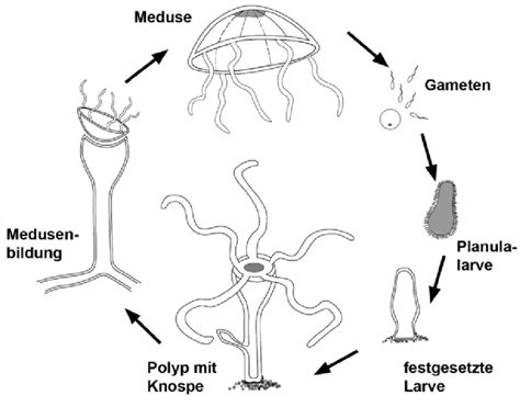  Blastozooid! Eine koloniebildende Hydrozoidart mit faszinierenden Lebensgewohnheiten