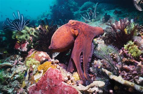  Oktopus - Ein Meister der Tarnung und ein Genie unter den Meeresbewohnern!