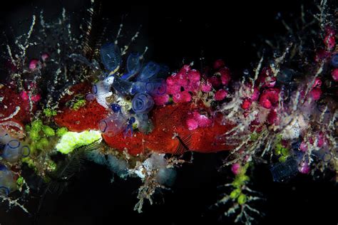  Yellow-Spotted Hydroids: A Colorful Symphony Hiding Within Shallow Coastal Waters!